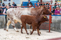 lot 31 Grinkle Ross Daisy sold for 2400gns